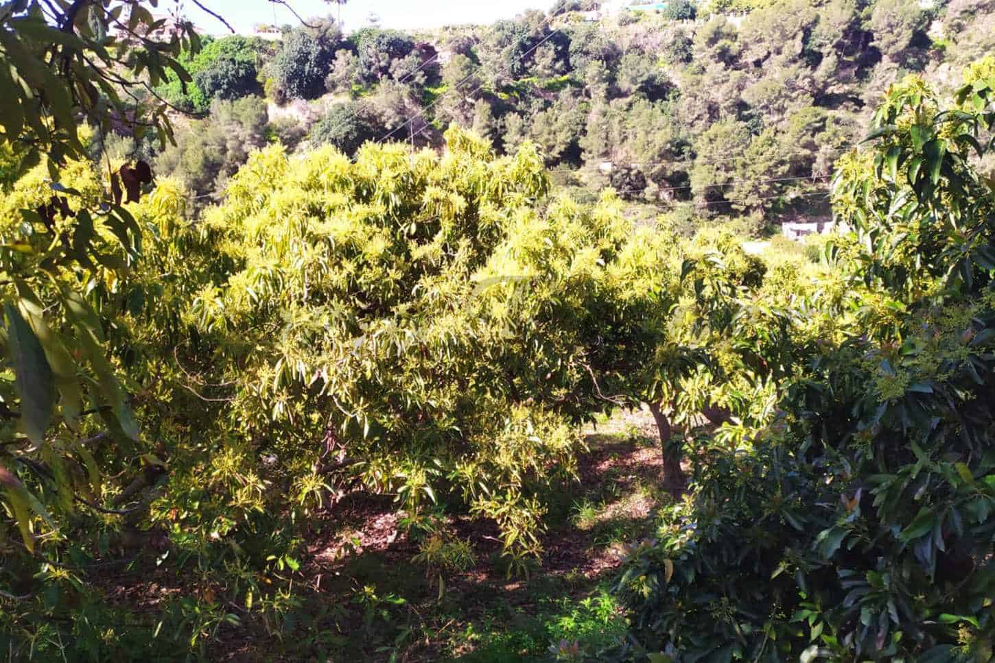 Grunde uden byggetilladelser til salg i Frigiliana - € 90.000 (Ref: 9049603)