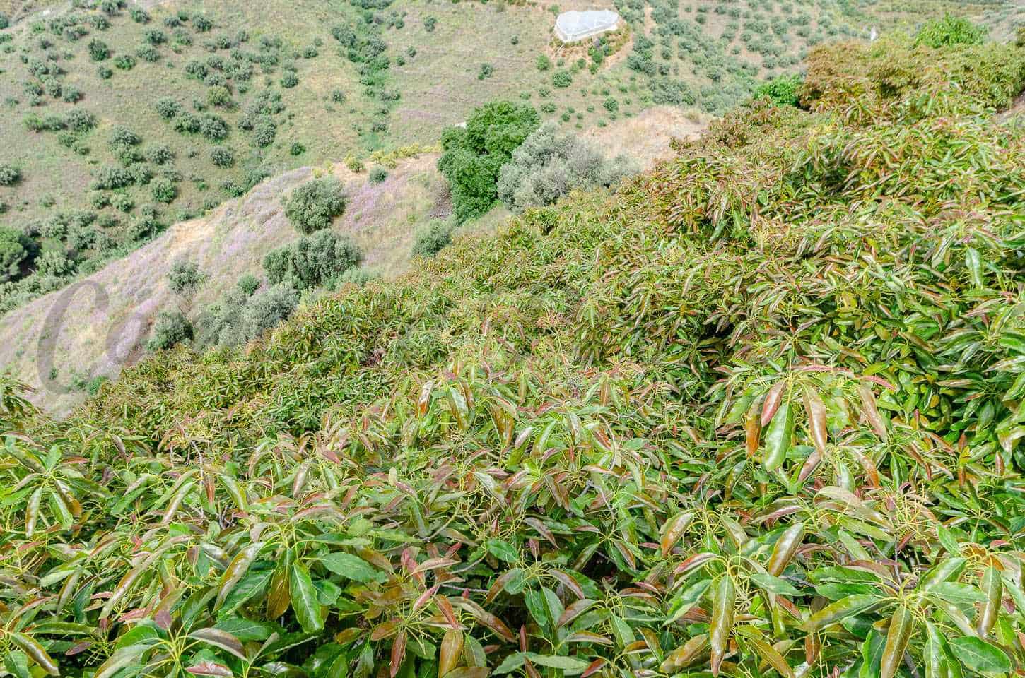 2 makuuhuone Maalaistalo myytävänä paikassa Torrox mukana uima-altaan 
autotalli - 360 000 € (Ref: 9074389)