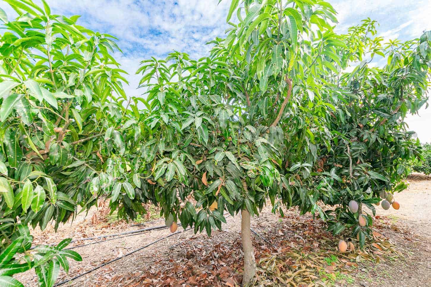 2 sypialnia Willa na sprzedaż w Algarrobo - 355 000 € (Ref: 9360589)