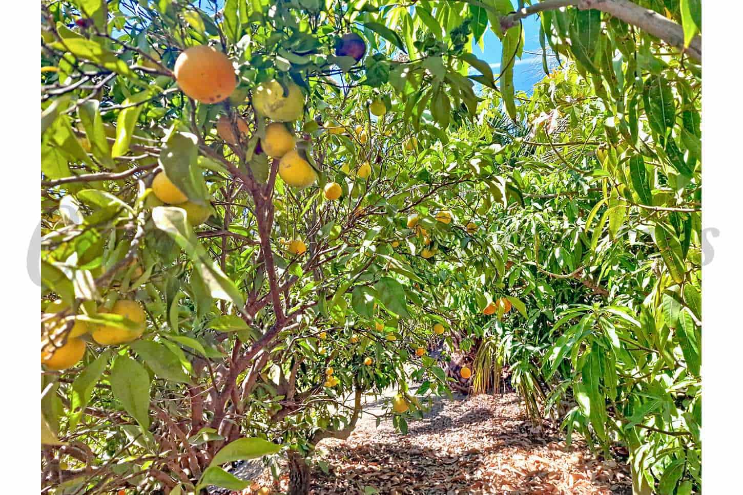 4 camera da letto Villa in vendita in Velez-Malaga con piscina - 890.000 € (Rif: 9631384)