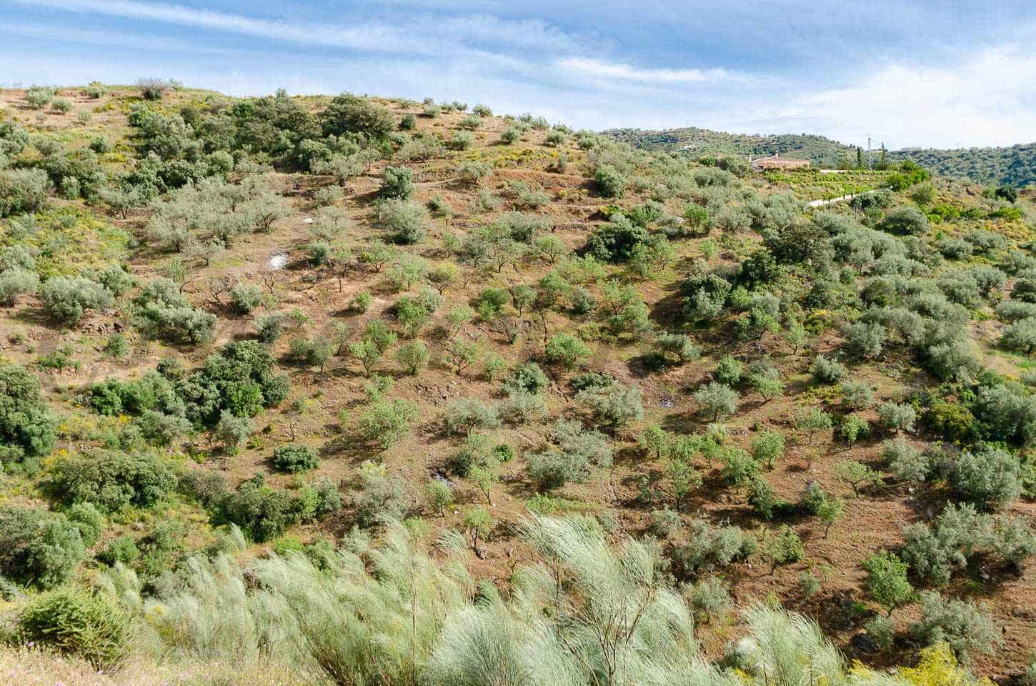 Teren niezagospodarowany na sprzedaż w Sedella - 144 000 € (Ref: 9836837)