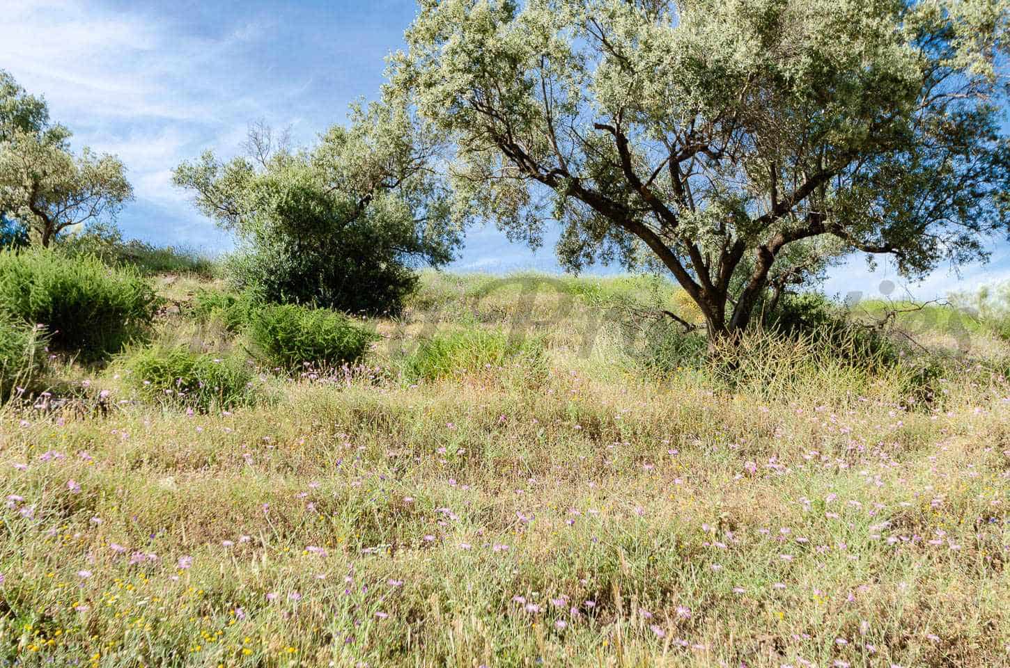 Teren niezagospodarowany na sprzedaż w Sedella - 144 000 € (Ref: 9836837)
