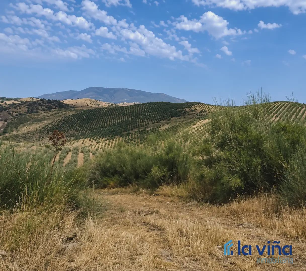 Finca/Country House for sale in Olvera - € 1,390,000 (Ref: 9921536)