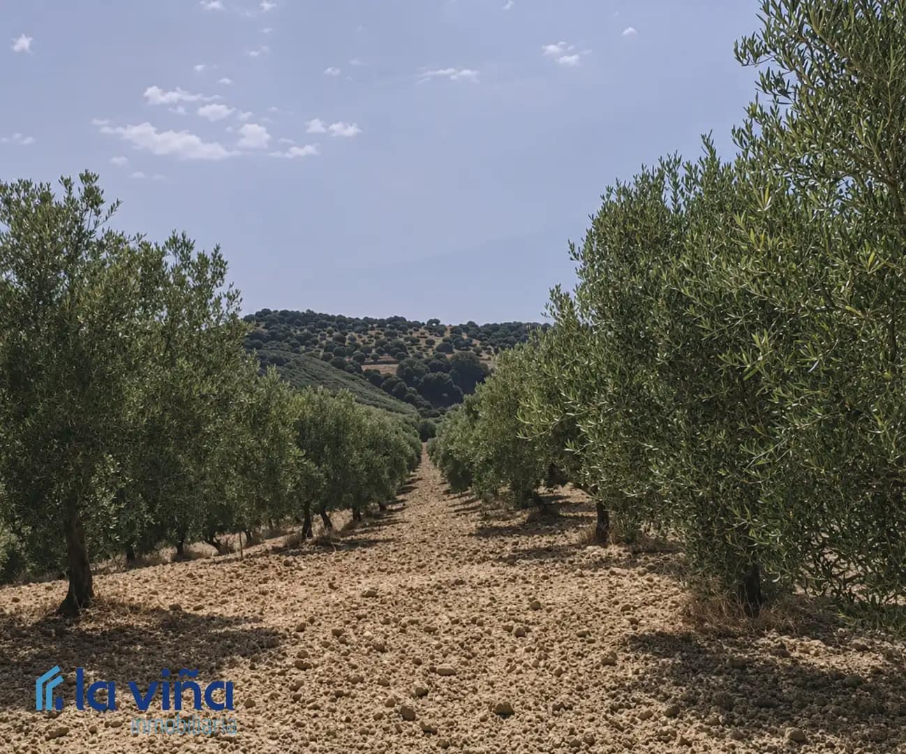 Finca/Country House for sale in Olvera - € 1,390,000 (Ref: 9921536)