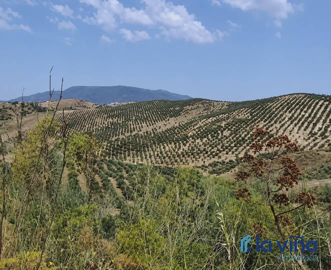 Finca/Country House for sale in Olvera - € 1,390,000 (Ref: 9921536)