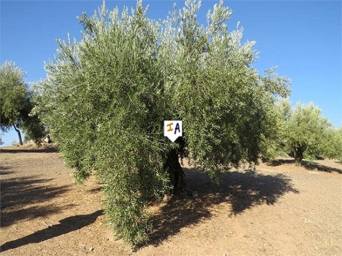 Byggegrund til salg i Alcaudete - € 135.000 (Ref: 6588315)