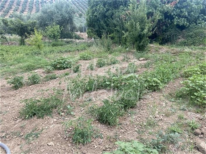 Building Plot for sale in Alcaudete - € 19,500 (Ref: 9921581)