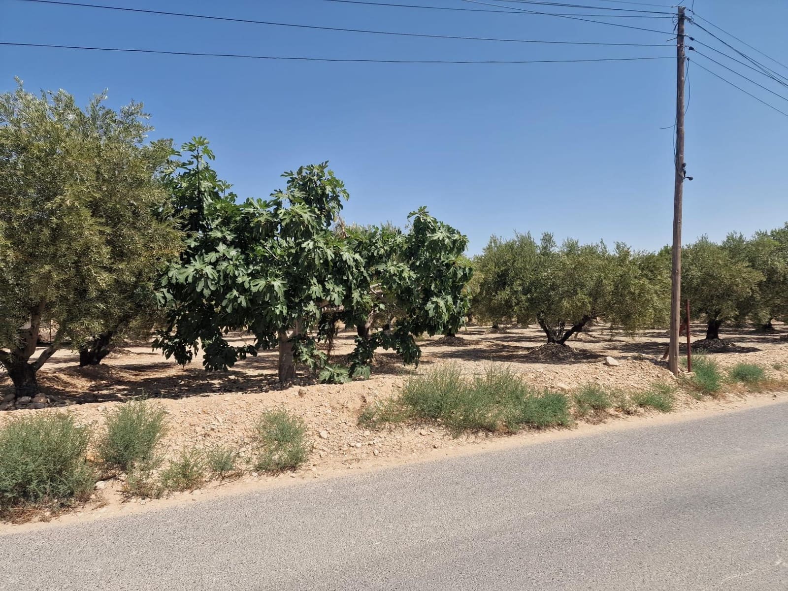 Grunde uden byggetilladelser til salg i Crevillente / Crevillent - € 39.999 (Ref: 9169661)