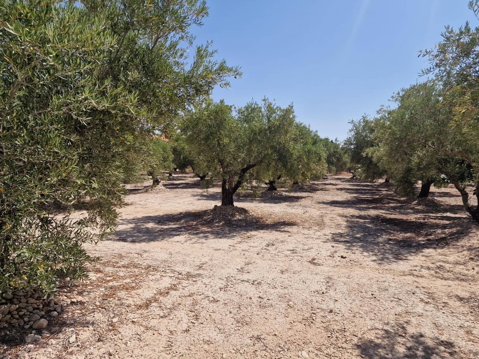 Grunde uden byggetilladelser til salg i Crevillente / Crevillent - € 39.999 (Ref: 9169661)