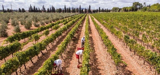 Empresa para venda em Binissalem - 80 000 € (Ref: 9936795)