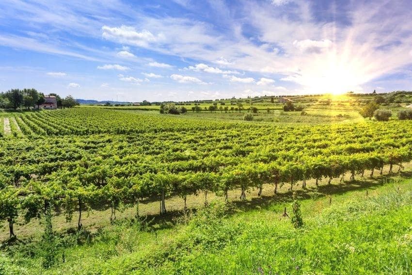Business for sale in Binissalem - € 80,000 (Ref: 9936795)