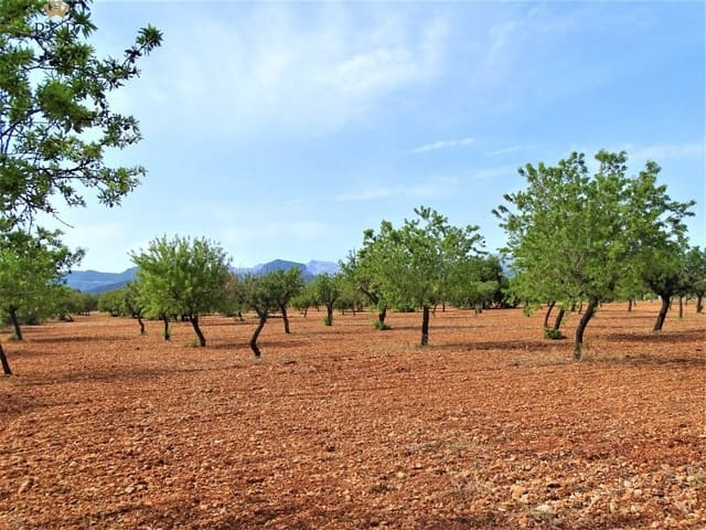 Mark till salu i Binissalem - 299 000 € (Ref: 9936804)