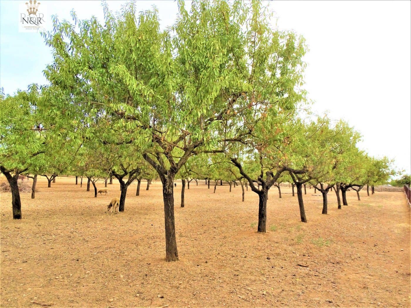 4 slaapkamer Finca/Landhuis te koop in Inca met zwembad - € 920.000 (Ref: 9999696)
