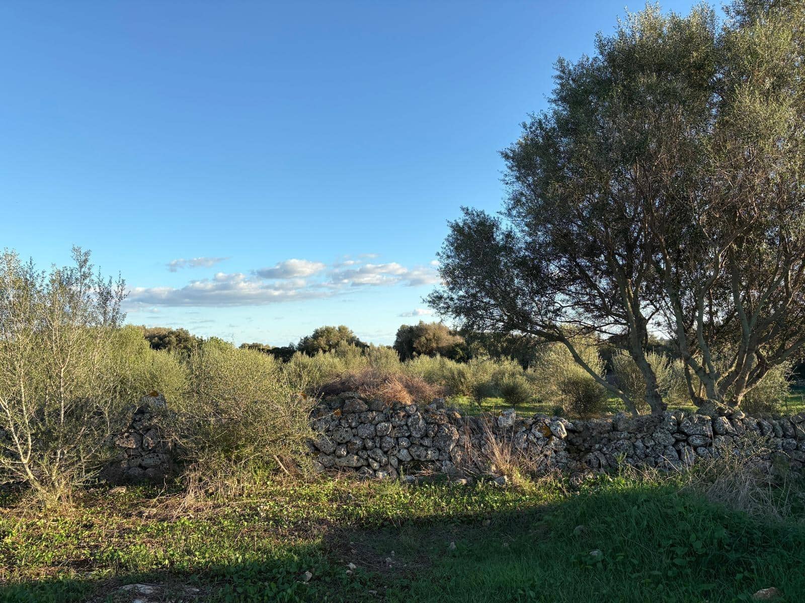 Mark till salu i Sant Llorenc des Cardassar - 875 000 € (Ref: 10013402)