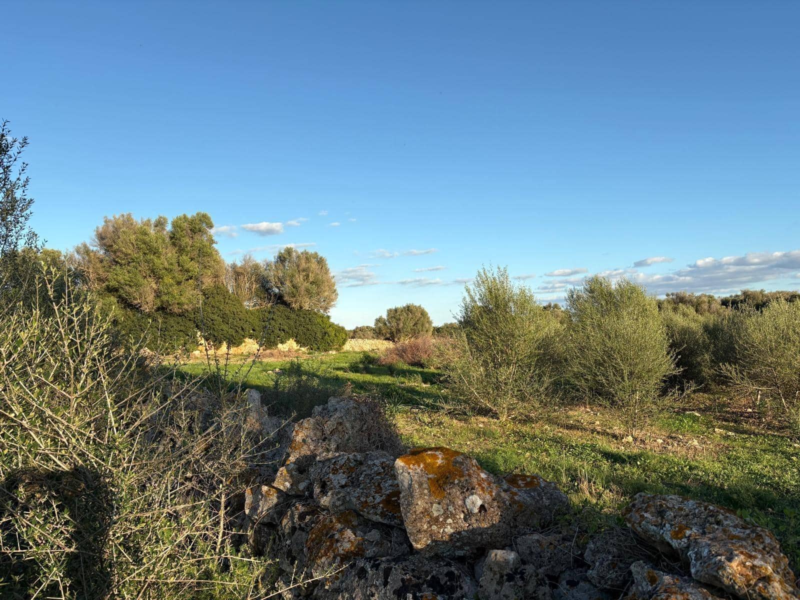 Mark till salu i Sant Llorenc des Cardassar - 875 000 € (Ref: 10013402)