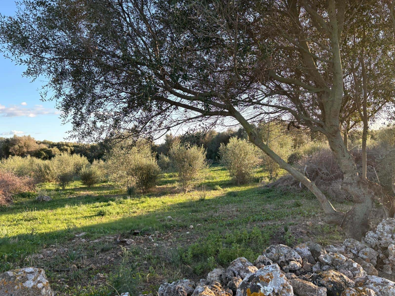 Mark till salu i Sant Llorenc des Cardassar - 875 000 € (Ref: 10013402)