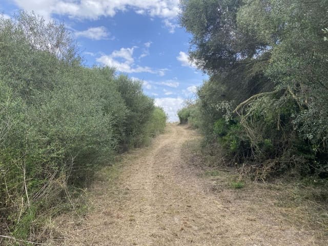 Undeveloped Land for sale in Muro - € 269,000 (Ref: 8458612)