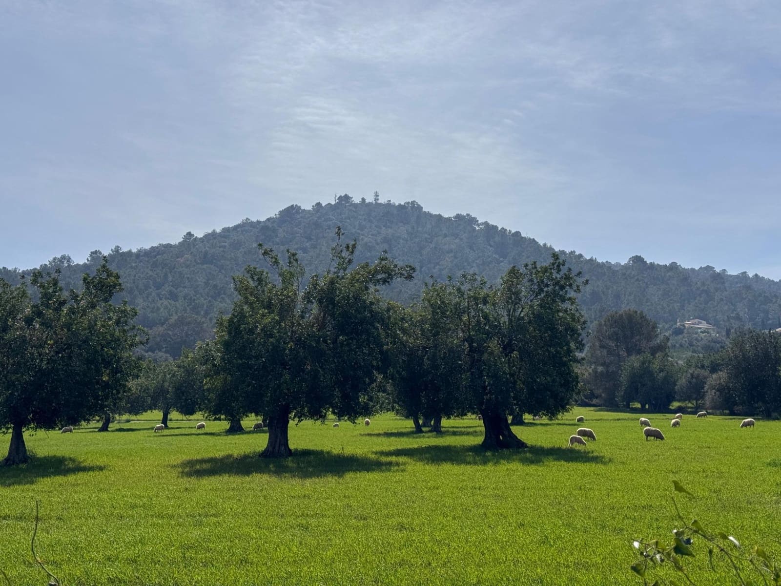 Building Plot for sale in Selva - € 469,000 (Ref: 9233013)