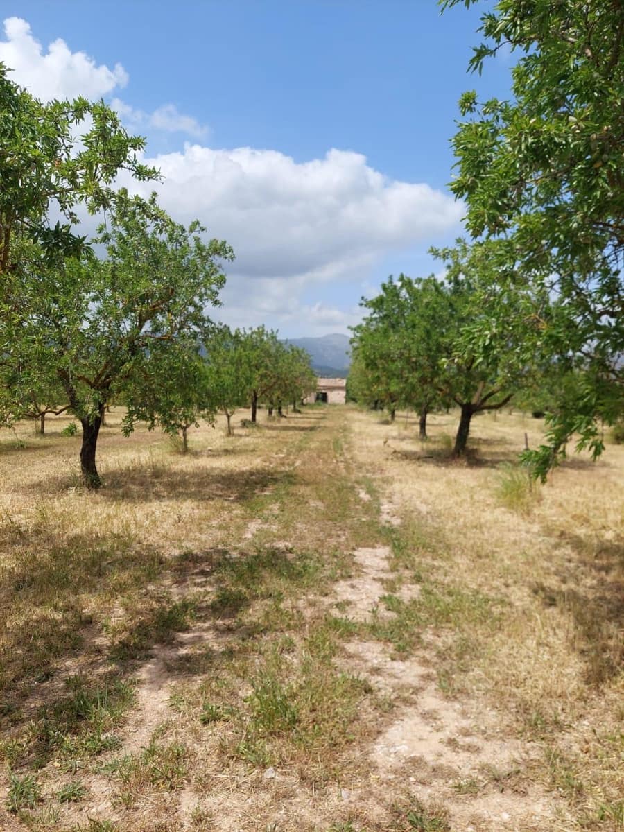 Grunde uden byggetilladelser til salg i Inca - € 105.000 (Ref: 9839291)
