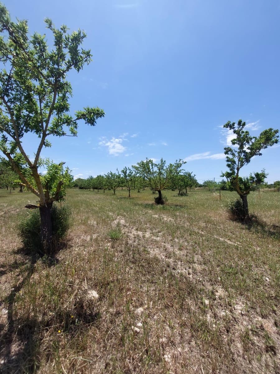 Undeveloped Land for sale in Inca - € 89,000 (Ref: 9839291)