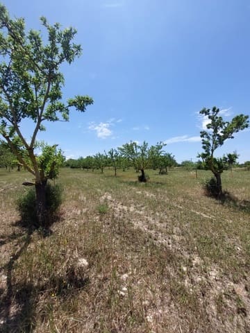 Ubebygd land til salgs i Inca - € 105 000 (Ref: 9839291)