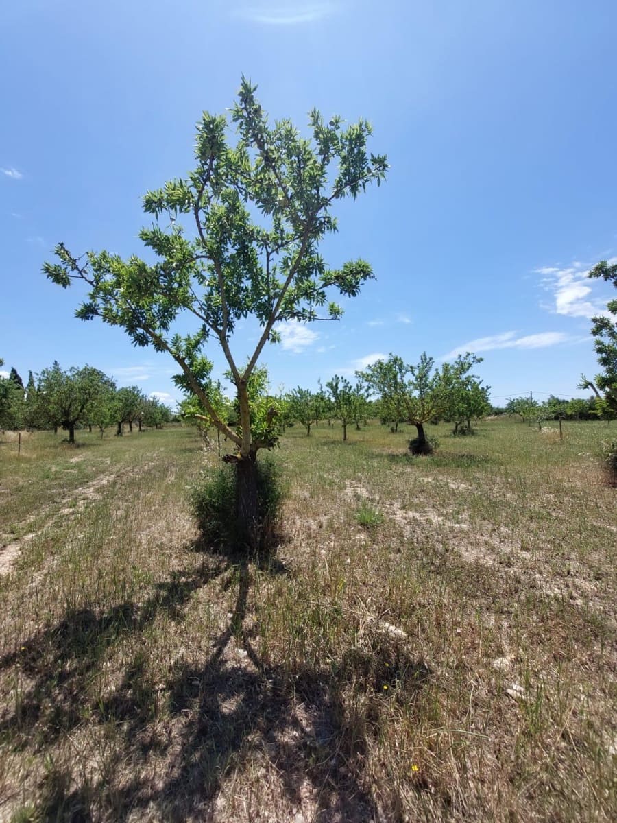 Undeveloped Land for sale in Inca - € 89,000 (Ref: 9839291)