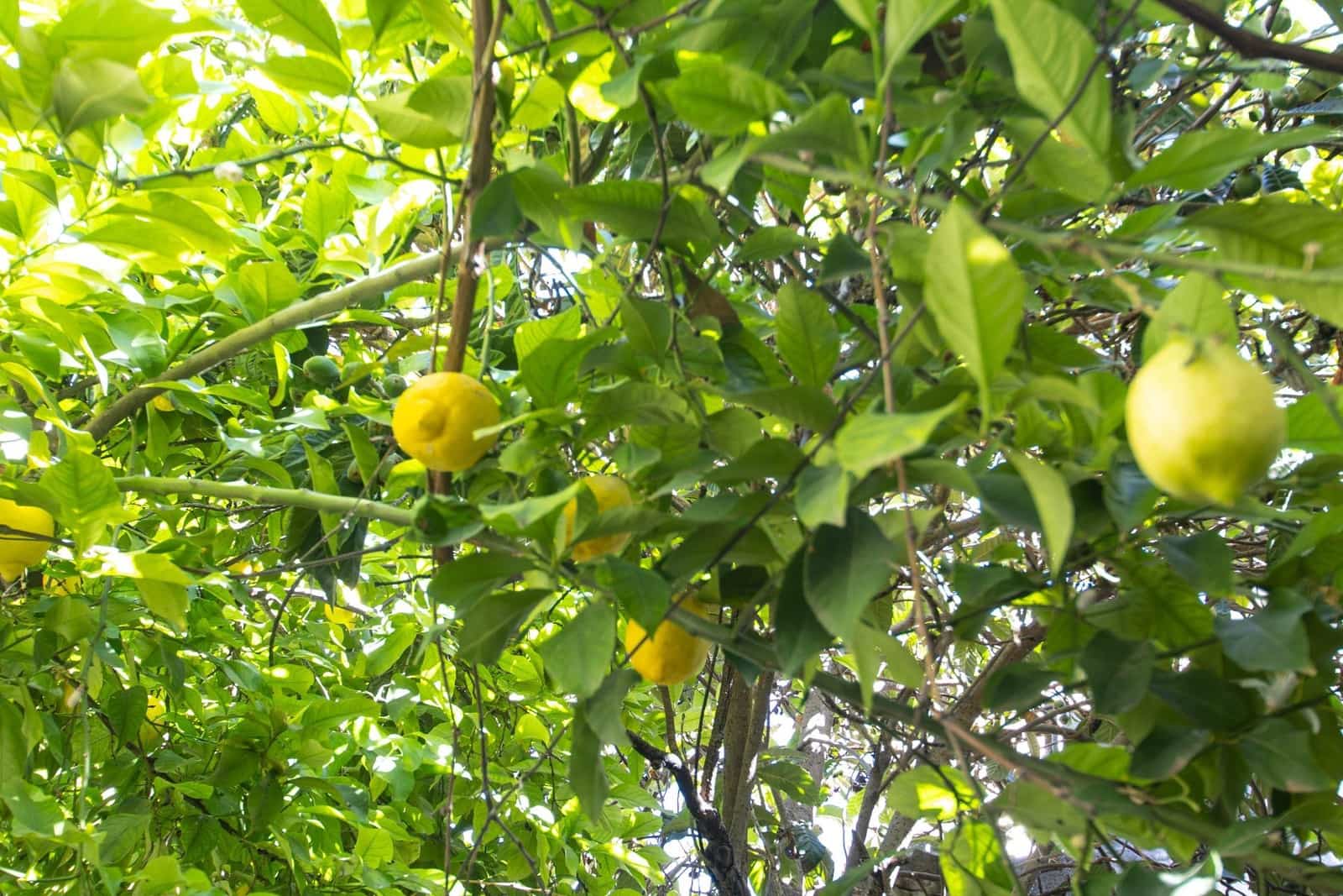 6 soveværelse Rækkehus til salg i Illora - € 89.000 (Ref: 9726709)