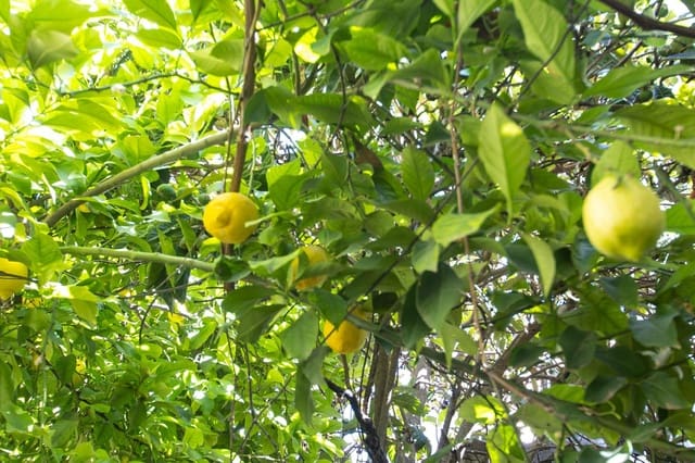 6 Zimmer Reihenhaus zu verkaufen in Illora - 89.000 € (Ref: 9726709)