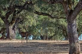 Commercial for sale in Cullar with garage - € 295,000 (Ref: 9735654)