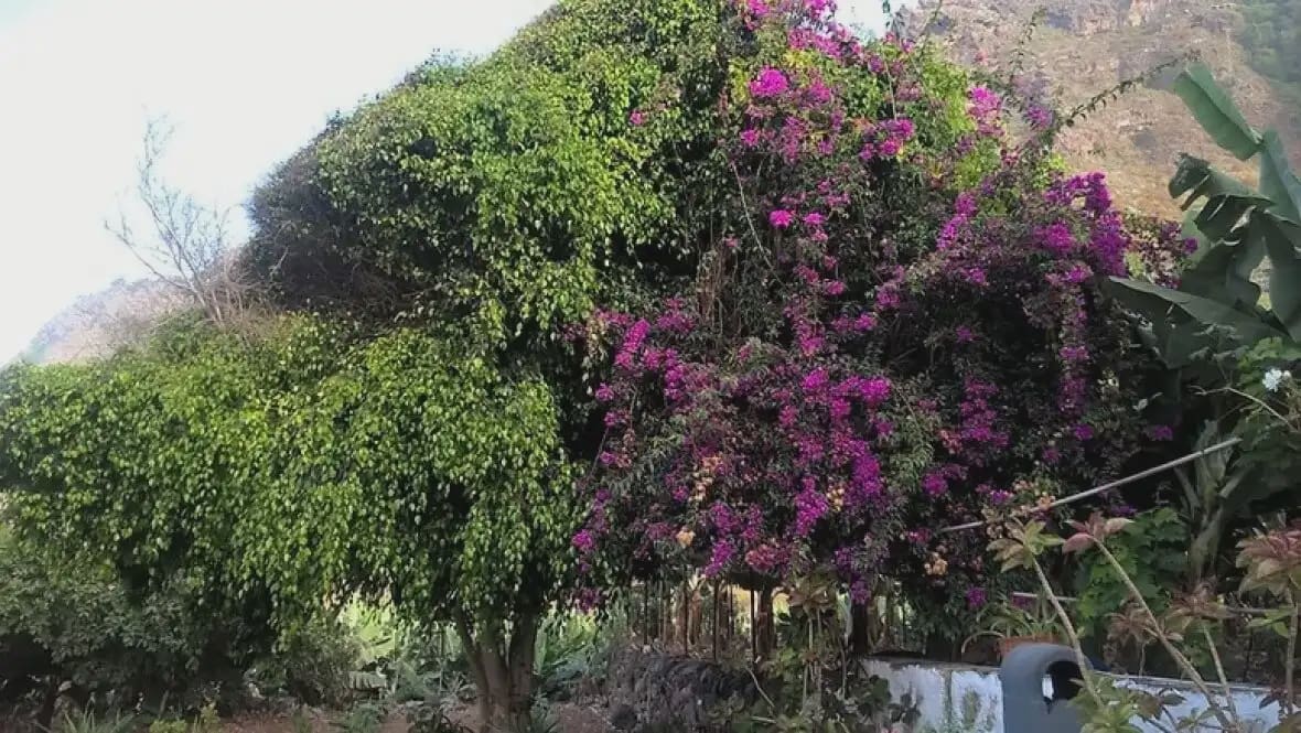 2 chambre Finca/Maison de Campagne à vendre à Los Realejos - 1 500 000 € (Ref: 10021882)