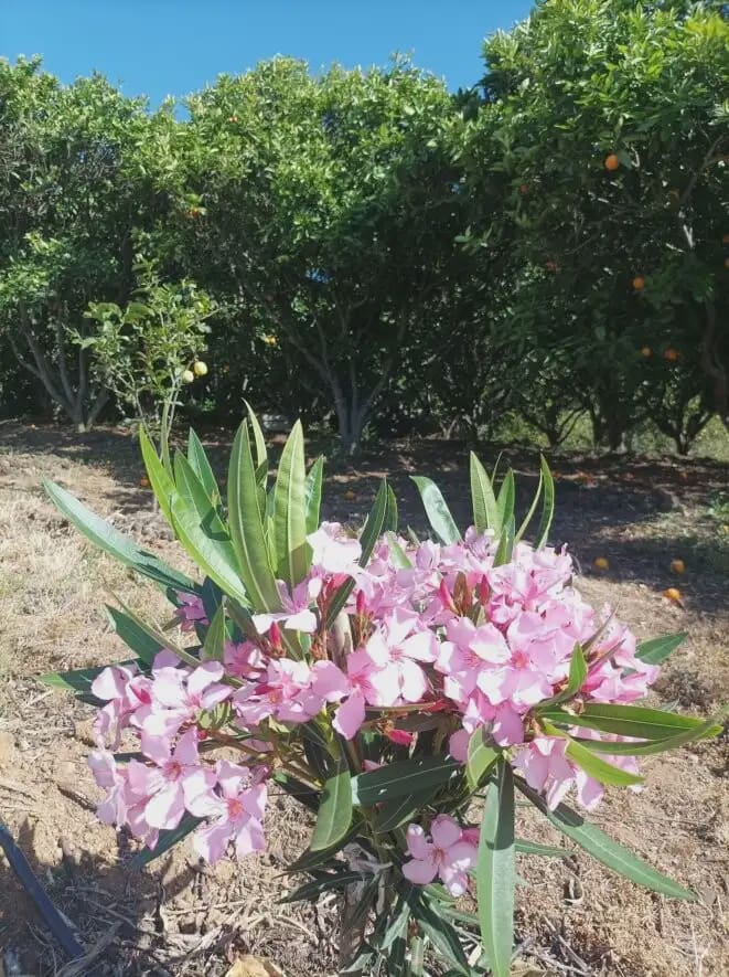 5 quarto Quinta/Casa Rural para venda em La Orotava com garagem - 870 000 € (Ref: 10021972)