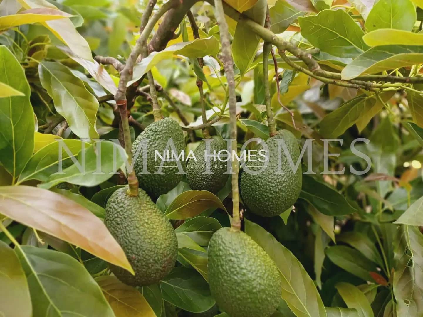 Finca/Casa Rural de 5 habitaciones en La Orotava en venta con piscina garaje - 870.000 € (Ref: 10021972)