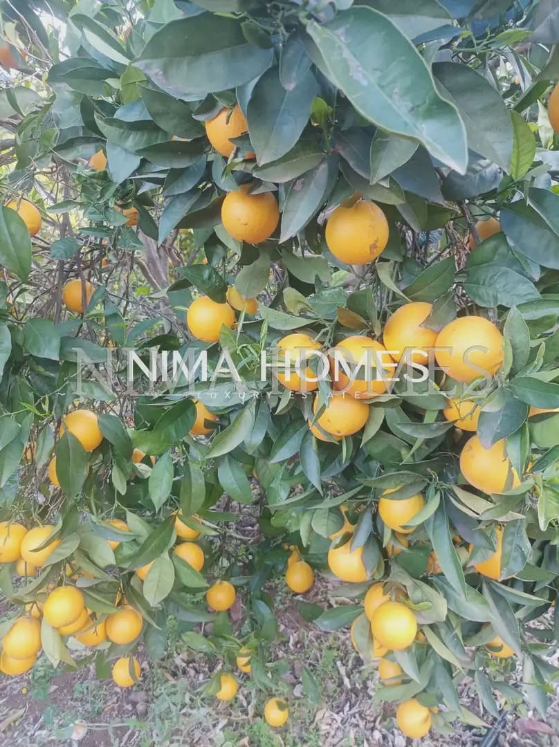 Finca/Casa Rural de 5 habitaciones en La Orotava en venta con piscina garaje - 870.000 € (Ref: 10021972)