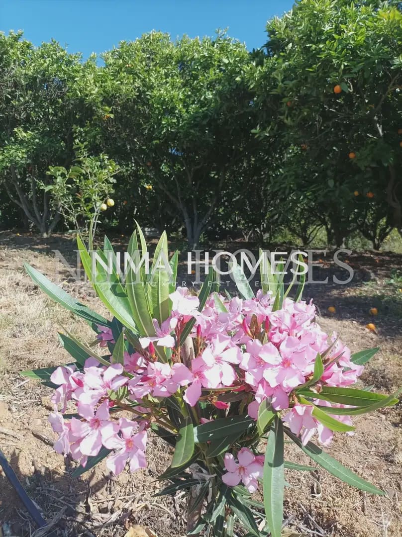Finca/Casa Rural de 5 habitaciones en La Orotava en venta con piscina garaje - 870.000 € (Ref: 10021972)