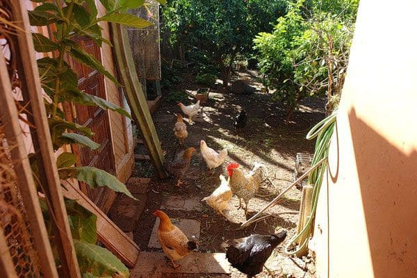 5 slaapkamer Finca/Landhuis te koop in El Sauzal met zwembad - € 970.000 (Ref: 8780241)