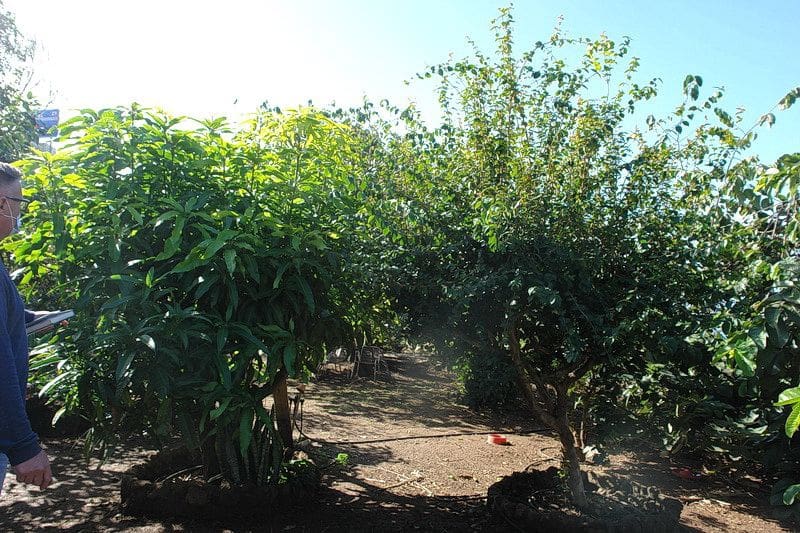 5 slaapkamer Finca/Landhuis te koop in El Sauzal met zwembad - € 970.000 (Ref: 8780241)