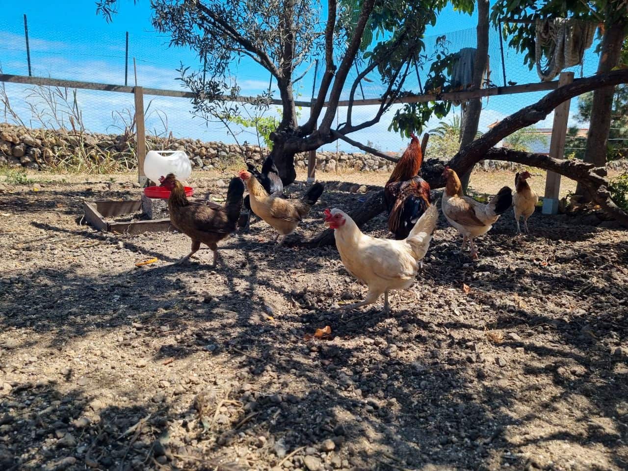 6 soveværelse Finca/Landehus til salg i Icod de los Vinos med garage - € 799.000 (Ref: 9030922)