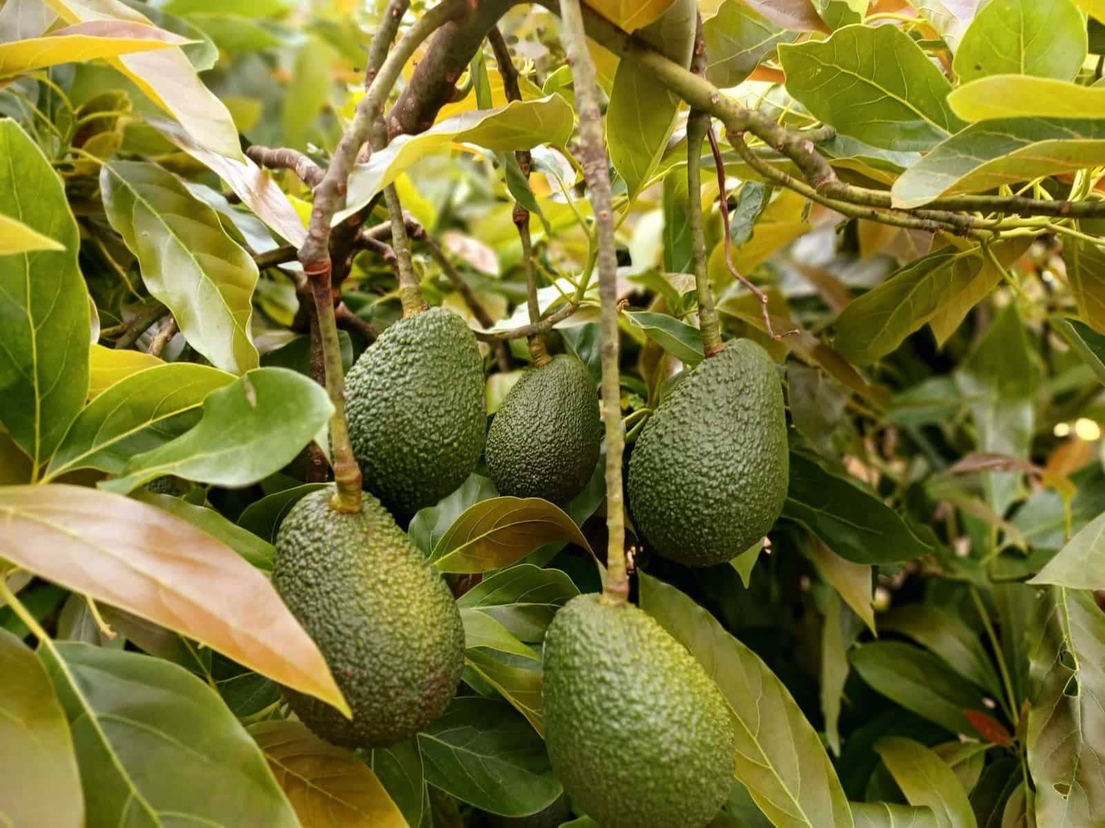 9 soveværelse Finca/Landehus til salg i La Orotava med garage - € 1.670.000 (Ref: 9209294)