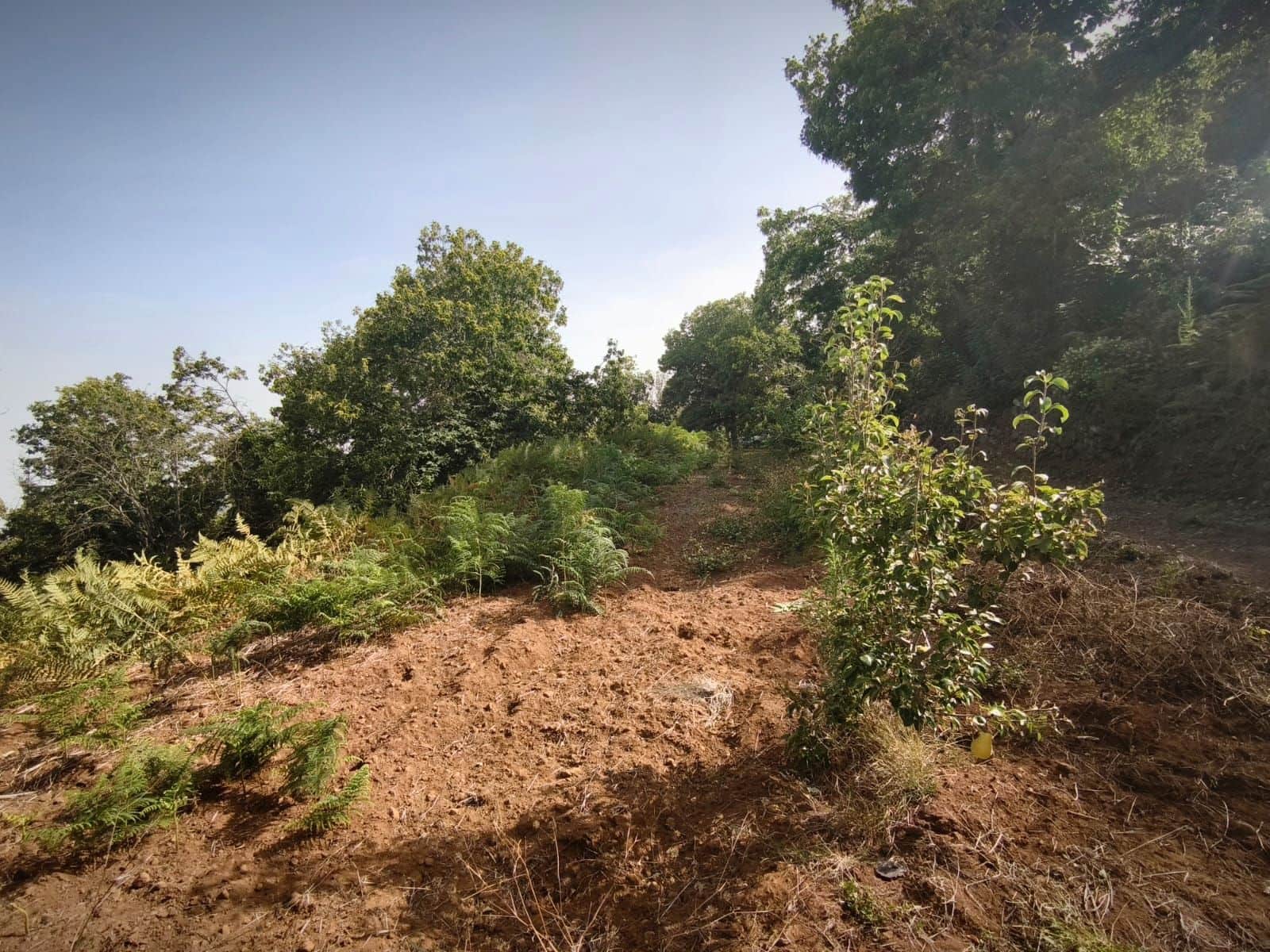 4 soveværelse Finca/Landehus til salg i La Victoria de Acentejo - € 290.000 (Ref: 9248463)