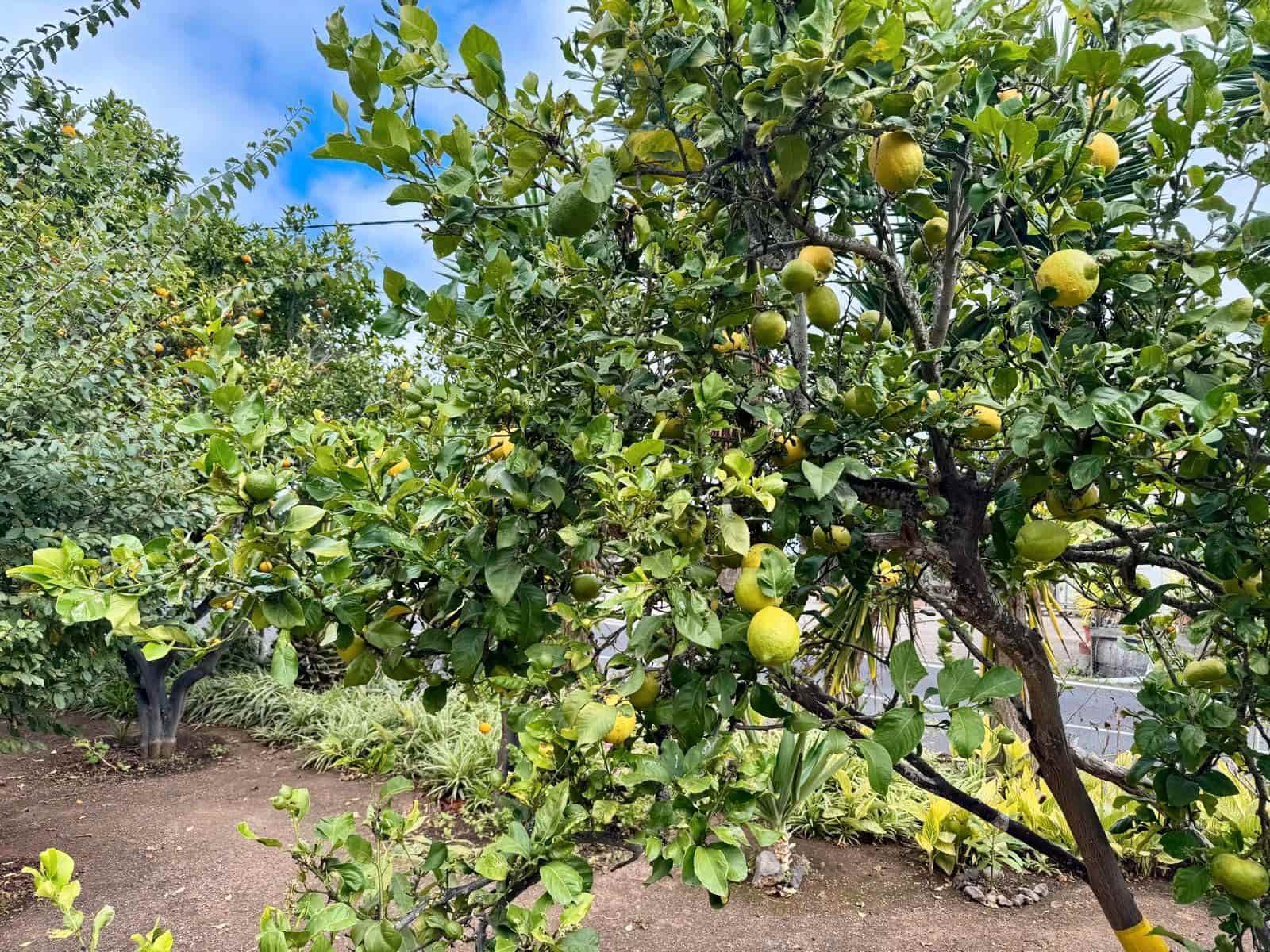 7 quarto Hotel para venda em Los Realejos - 1 300 000 € (Ref: 9305372)