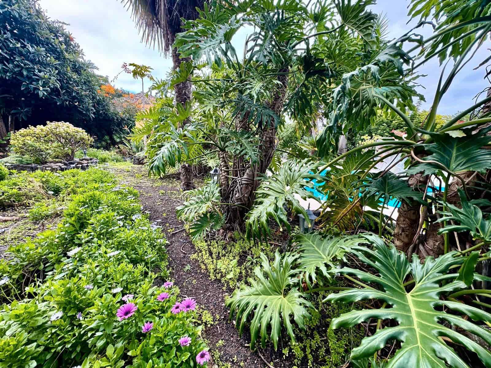 4 slaapkamer Finca/Landhuis te koop in Icod de los Vinos met zwembad - € 690.000 (Ref: 9452988)