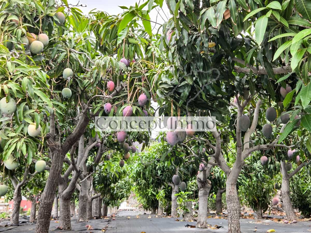 5 soveværelse Hotel til salg i Santiago del Teide med swimmingpool - € 1.950.000 (Ref: 9278594)