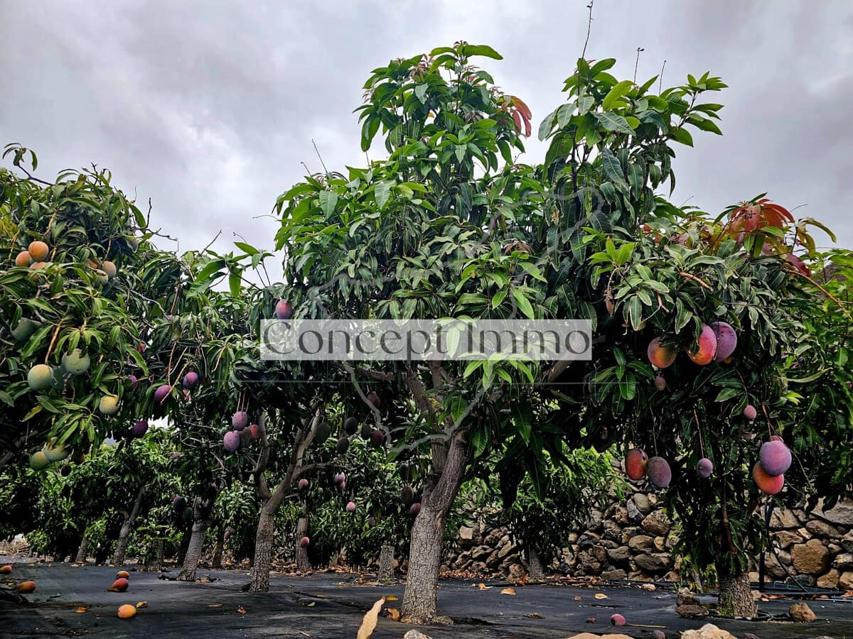 5 soverom Finca/Herregård til salgs i Santiago del Teide med svømmebasseng - € 1 950 000 (Ref: 9289432)