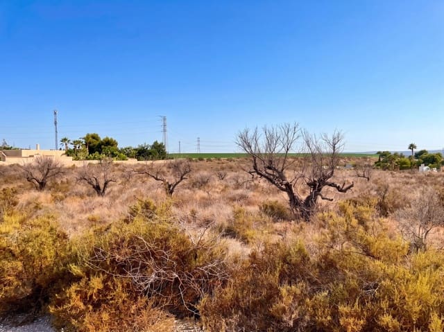 Terre non Aménagée à vendre à Peña de las Águilas, Elche / Elx - 185 000 € (Ref: 10034102)