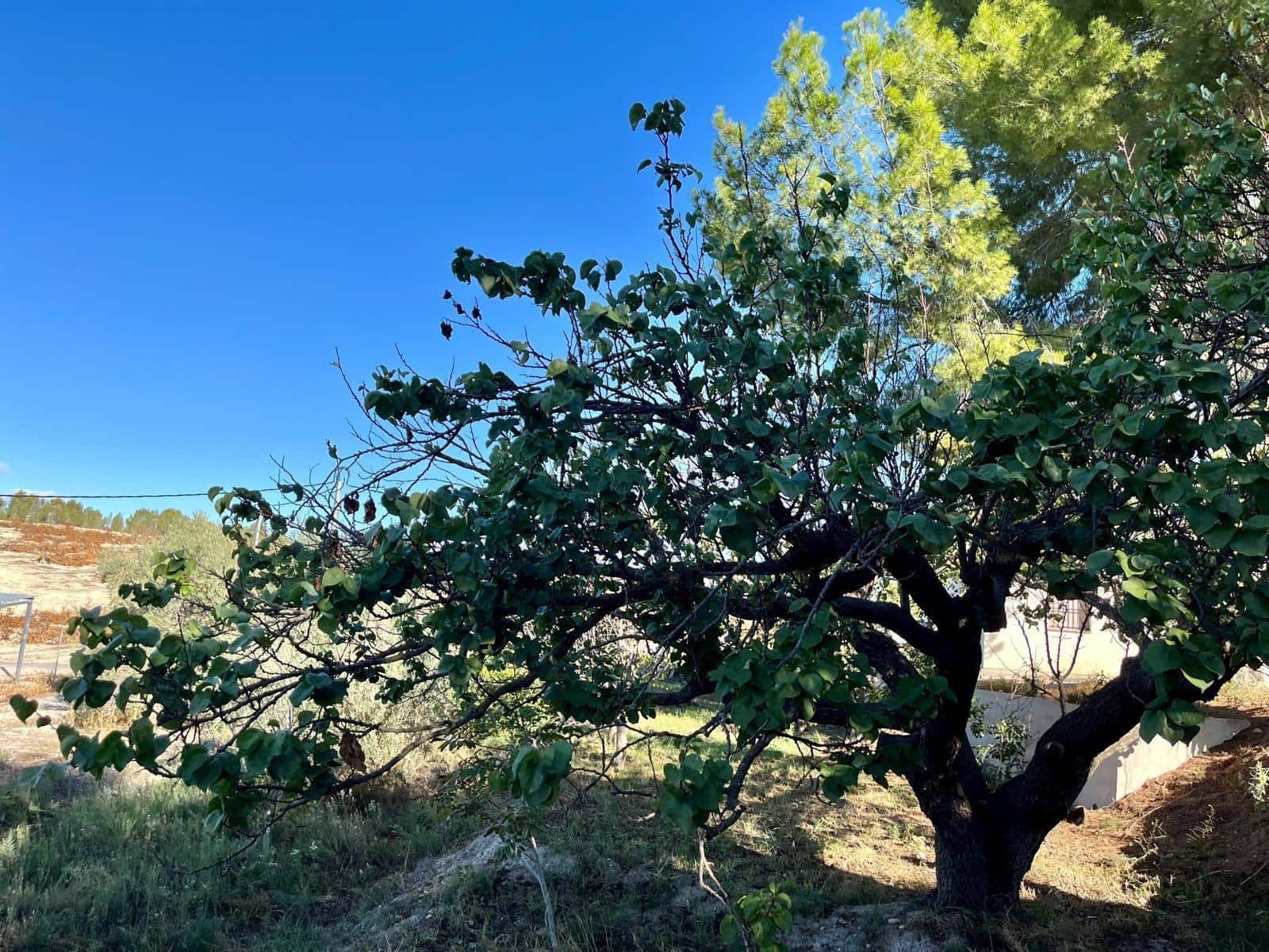 2 bedroom Semi-detached Villa for sale in Cieza - € 145,000 (Ref: 9541588)