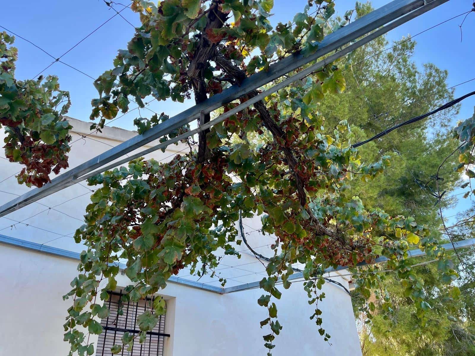 2 bedroom Semi-detached Villa for sale in Cieza - € 145,000 (Ref: 9541588)