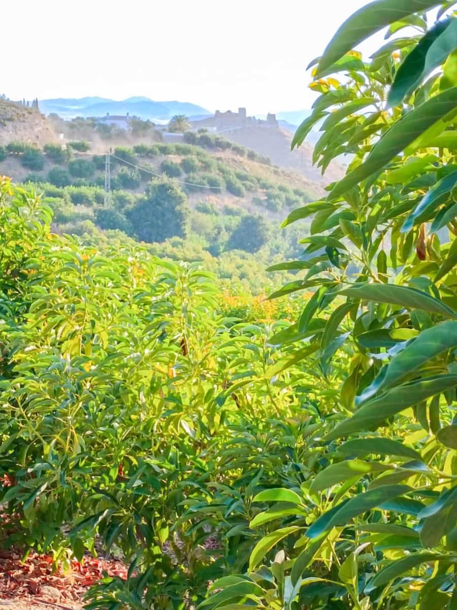 4 soverom Finca/Herregård til salgs i Alora med svømmebasseng garasje - € 949 000 (Ref: 9338905)