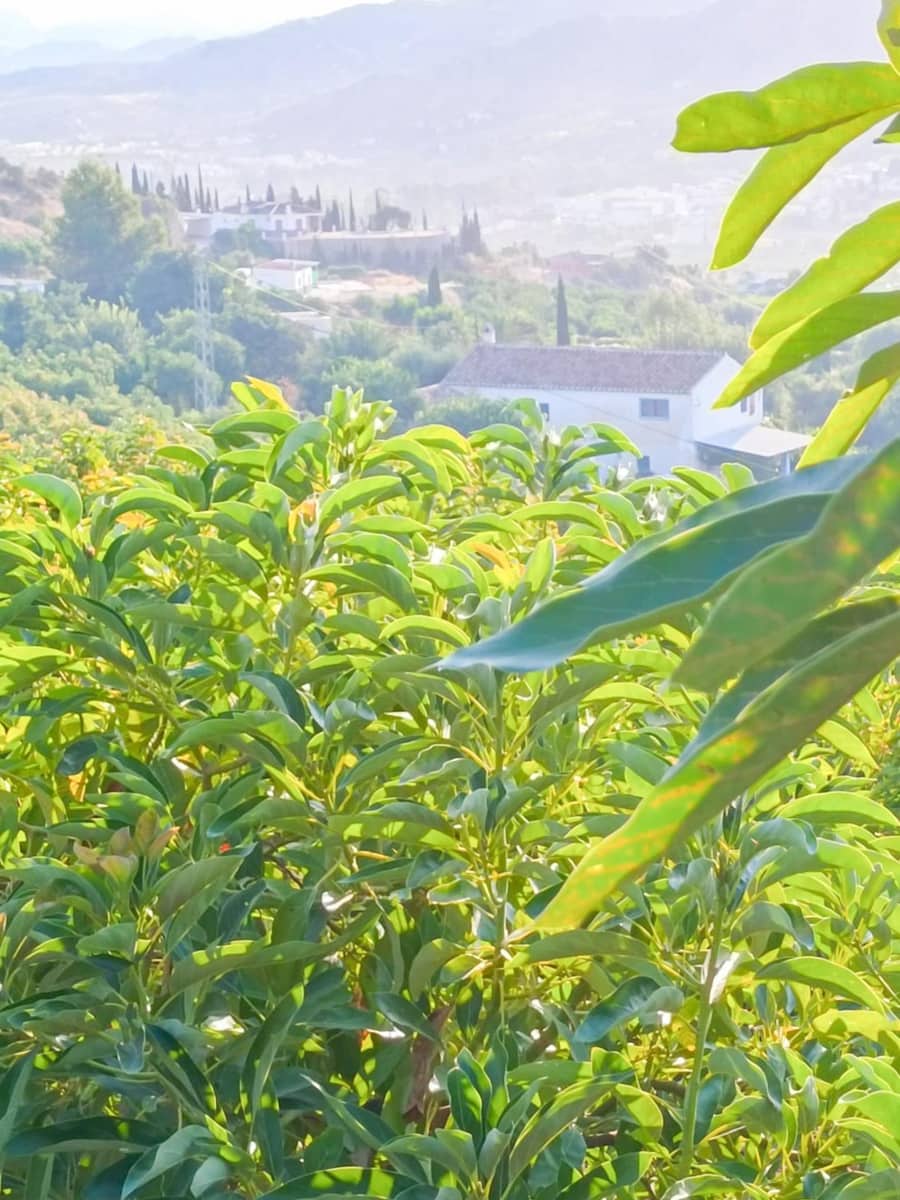 4 soverom Finca/Herregård til salgs i Alora med svømmebasseng garasje - € 949 000 (Ref: 9338905)