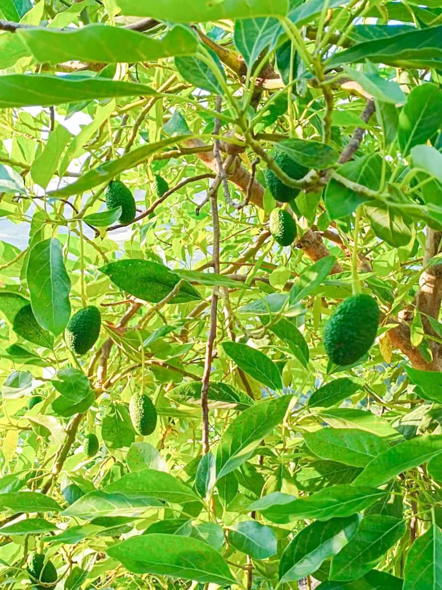 4 soverom Finca/Herregård til salgs i Alora med svømmebasseng garasje - € 949 000 (Ref: 9338905)