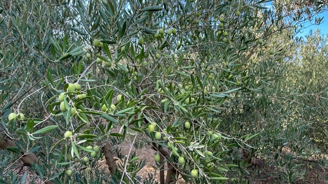 Tomt till salu i Alhaurín el Grande - 170 000 € (Ref: 9338966)